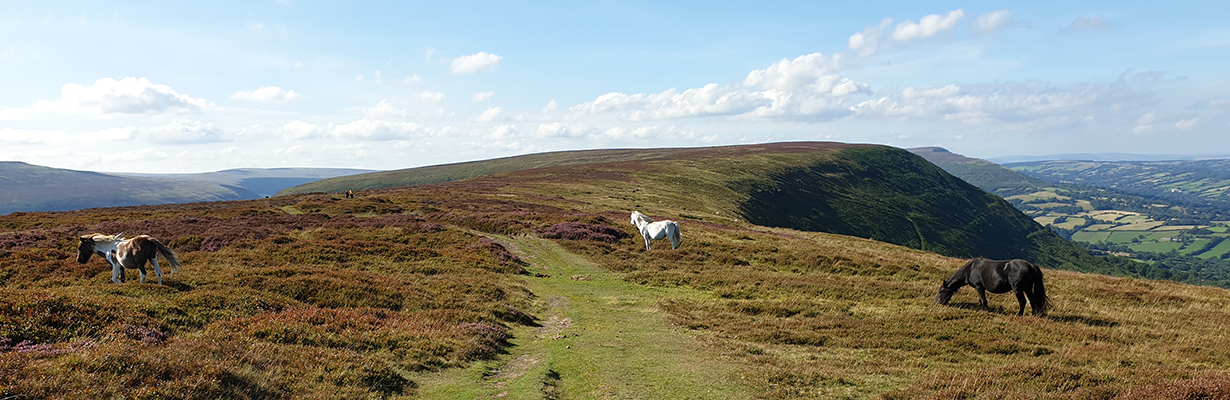 horses 1230x400